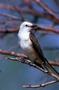: Scissor-tailed Flycatcher (Tyrannus forficatus)