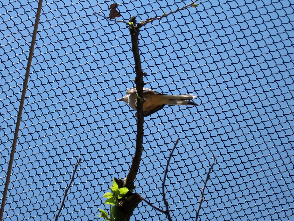 A Scissor-tailed Flycatcher at the Oklahoma City Zoo