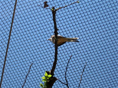 A Scissor-tailed Flycatcher at the Oklahoma City Zoo