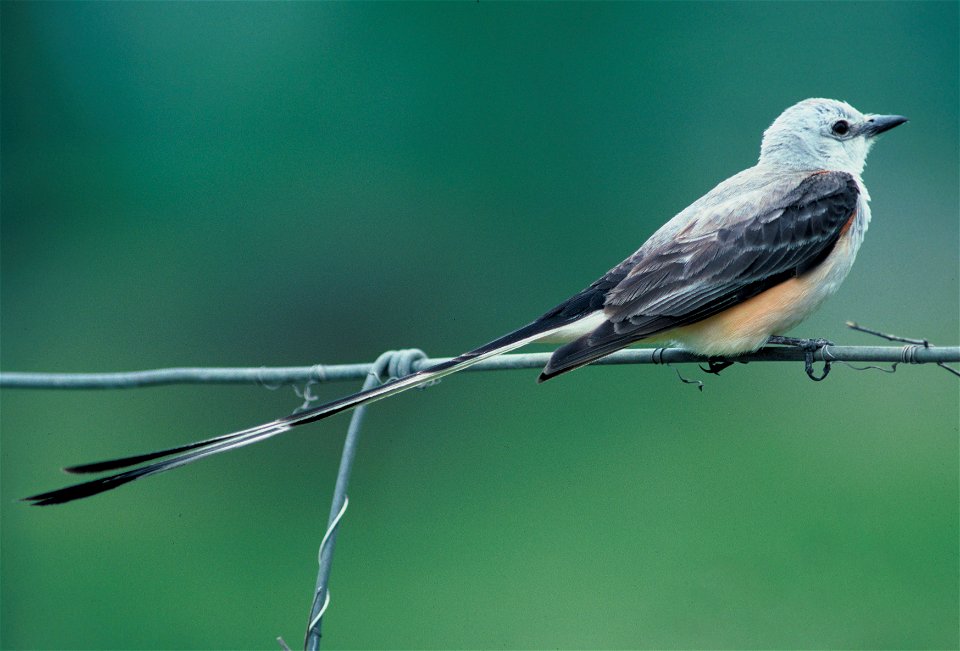 Scissor-tailed Flycatcher public domain from USFWS