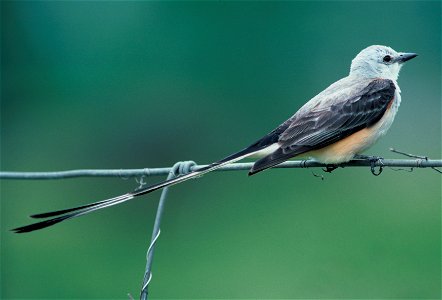 Scissor-tailed Flycatcher public domain from USFWS