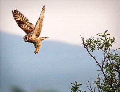 Short-Eared Owl