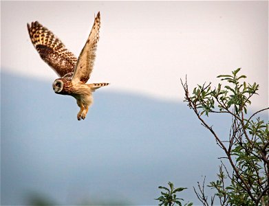 Short-Eared Owl photo