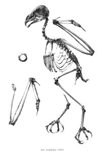 Asio accipitrinus