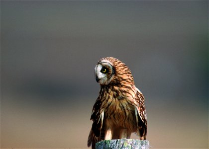 Short eared owl in Hawaii