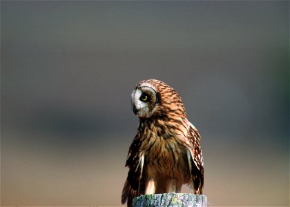 Short eared owl in Hawaii photo