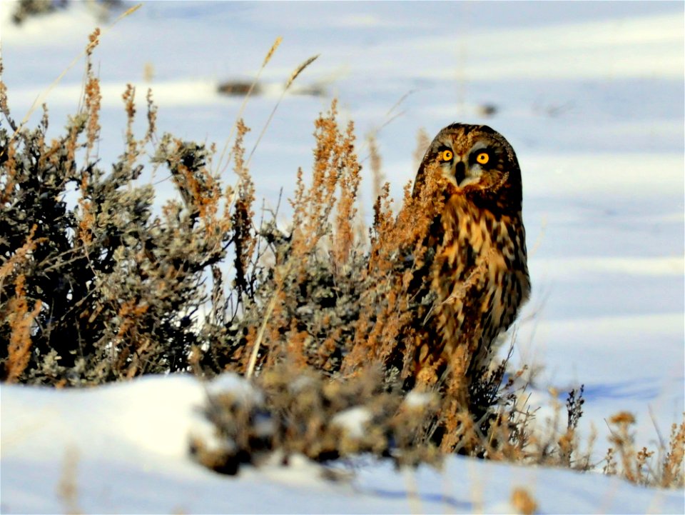 A short eared owl perches by a Wyoming big sagebrush, waiting for a sagebrush or meadow vole to show itself.
A bird of open landscapes, the short-eared owl is one of the most widely distributed owls i