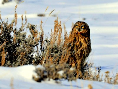 A short eared owl perches by a Wyoming big sagebrush, waiting for a sagebrush or meadow vole to show itself. A bird of open landscapes, the short-eared owl is one of the most widely distributed owls i photo