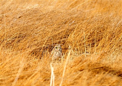 Photo: Tom Koerner/USFWS