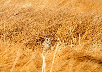 Photo: Tom Koerner/USFWS photo