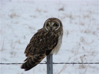 Short-eared owl perched on fence in December 2009 at Bear River Migratory Bird Refuge in Utah. Credit: C. Wirick / USFWS photo