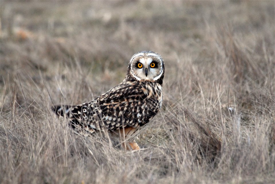 This short-eared owl was photographed Jan. 7, 2012 at WA's Ridgefield National Wildlife Refuge.

Photo: Dan Dzurisin, Creative Commons