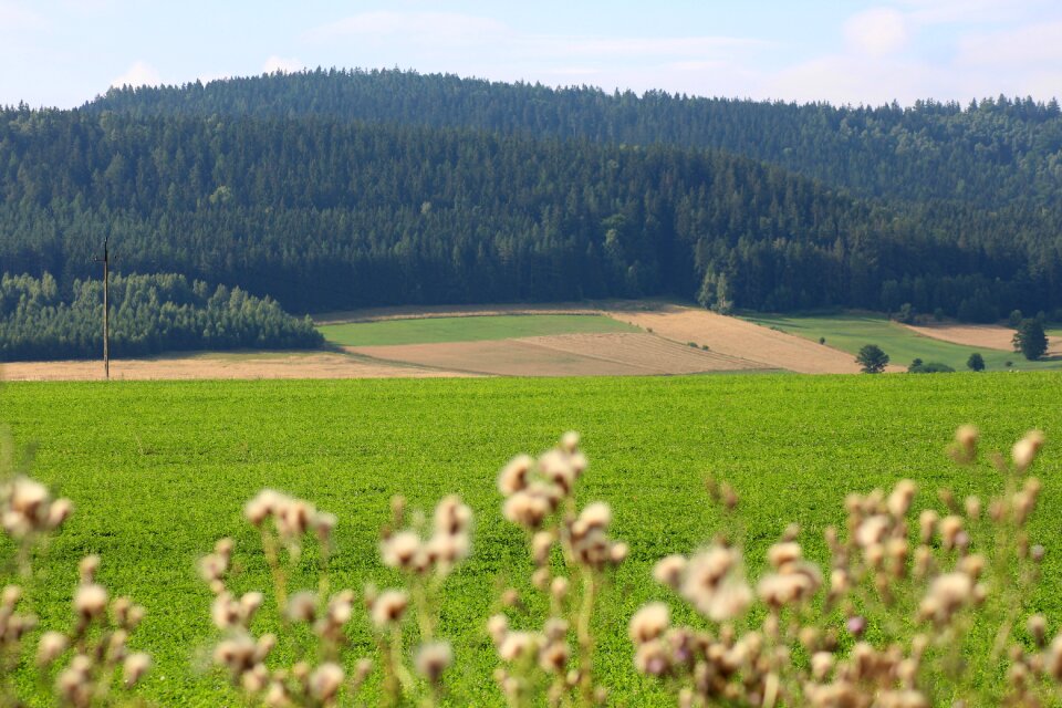 Panorama summer green