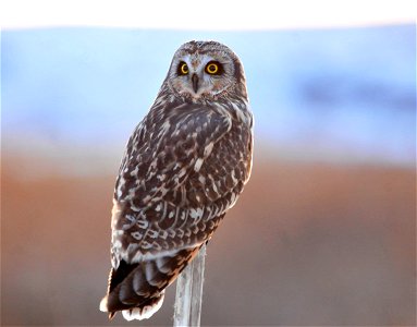 Photo: Tom Koerner/USFWS photo