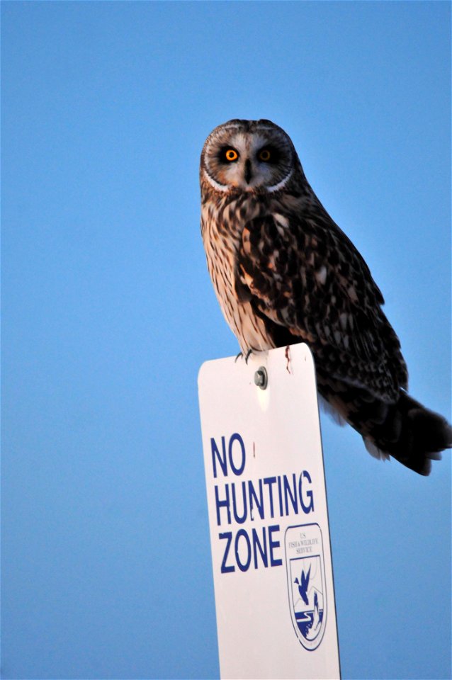 This short-eared owl is hunting while perched on a No Hunting Zone Sign.  Maybe it knows that hunting is allowed on all of Seedskadee NWR for          short-eared owls.

Photo: Tom Koerner/USFWS