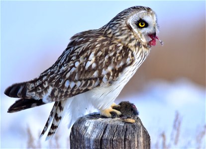 A short-eared owl eats a meadow vole for lunch on Seedskadee National Wildlife Refuge. Meadow voles are the preferred prey for short-eared owls. Photo: Tom Koerner/USFWS <a href="https://www.fac photo