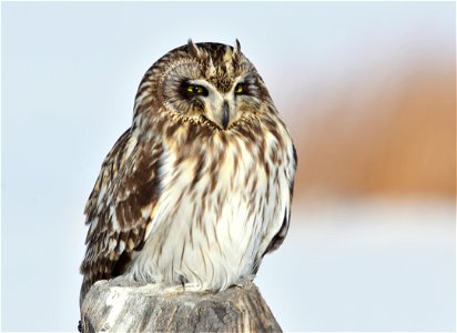 Photo: Tom Koerner/USFWS

<a href="https://www.facebook.com/Seedskadee/" rel="nofollow">www.facebook.com/Seedskadee/</a>