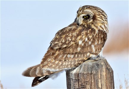 Photo: Tom Koerner/USFWS

<a href="https://www.facebook.com/Seedskadee/" rel="nofollow">www.facebook.com/Seedskadee/</a>