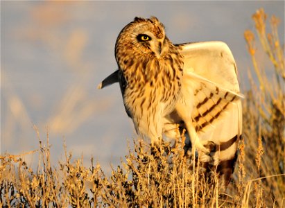Banding data show seasonal migrations of the short-eared owl, especially in the northern part of its range. A nomadic species, the short-eared owl responds to fluctuating small mammal populations, and