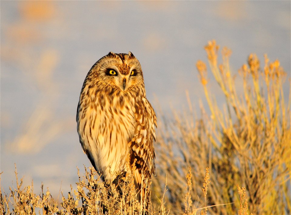 Banding data show seasonal migrations of the short-eared owl, especially in the northern part of its range. A nomadic species, the short-eared owl responds to fluctuating small mammal populations, and