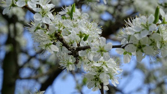 Nature plant blooming