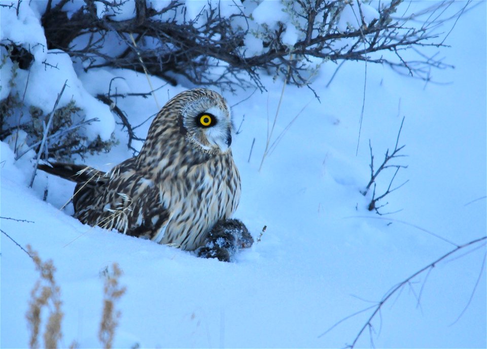 A short-eared owl on Seedskadee NWR has just caught a meadow vole during the last light of dusk.  It looks around cautiously for a few minutes to determine if any other predators have noticed its succ