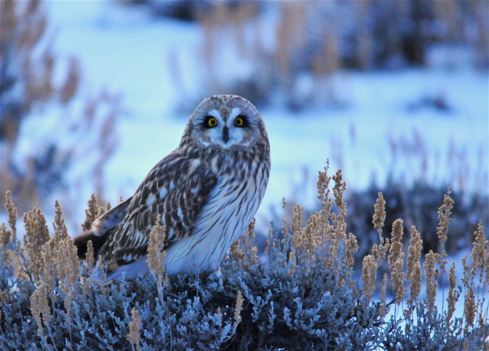 A short-eared owl perched on a Wyoming big sagebrush.  Photo: Tom Koerner/USFWS
