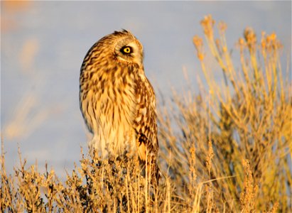 Banding data show seasonal migrations of the short-eared owl, especially in the northern part of its range. A nomadic species, the short-eared owl responds to fluctuating small mammal populations, and photo