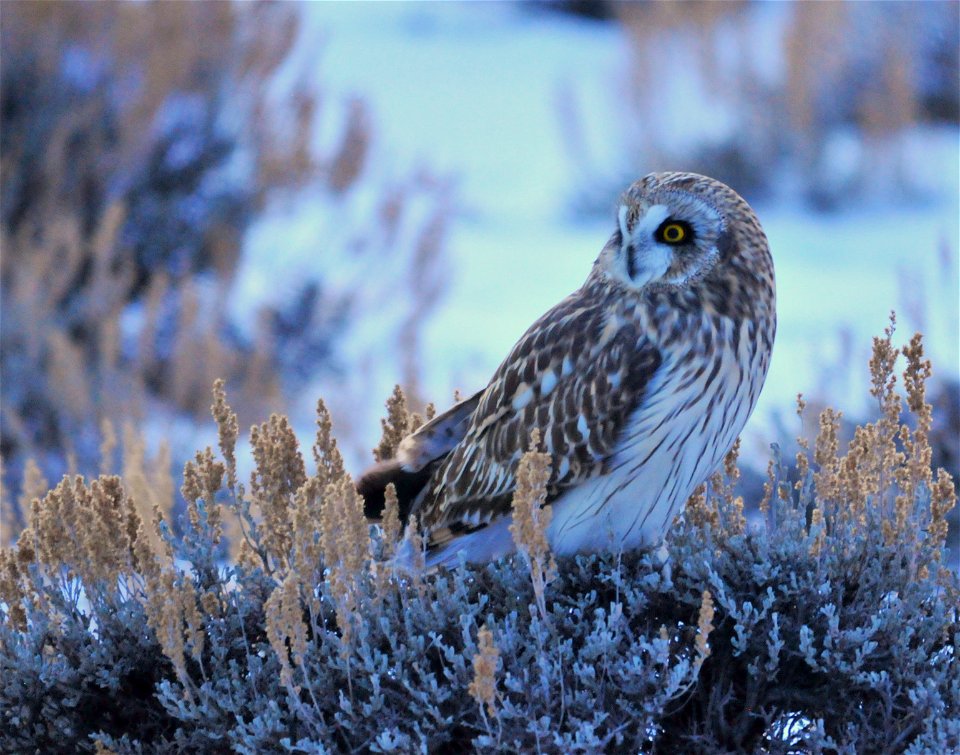 A short-eared owl perched on a Wyoming big sagebrush.  Photo: Tom Koerner/USFWS