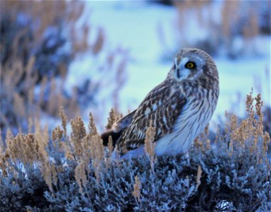 A short-eared owl perched on a Wyoming big sagebrush. Photo: Tom Koerner/USFWS photo