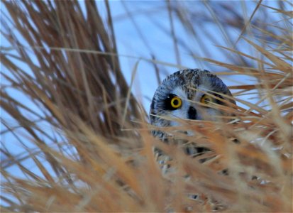 A short-eared owl on Seedskadee NWR has just caught a meadow vole during the last light of dusk. It looks around cautiously for a few minutes to determine if any other predators have noticed its succ photo