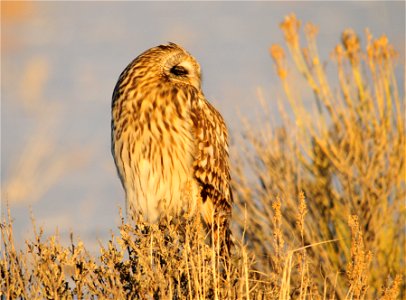 Banding data show seasonal migrations of the short-eared owl, especially in the northern part of its range. A nomadic species, the short-eared owl responds to fluctuating small mammal populations, and photo