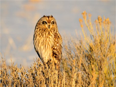 Banding data show seasonal migrations of the short-eared owl, especially in the northern part of its range. A nomadic species, the short-eared owl responds to fluctuating small mammal populations, and photo