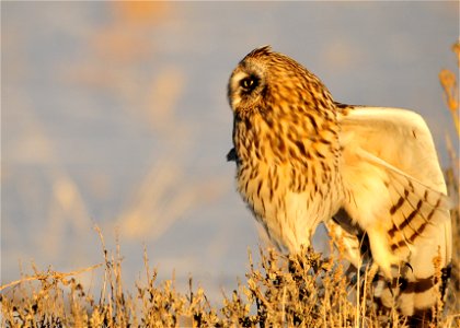 Banding data show seasonal migrations of the short-eared owl, especially in the northern part of its range. A nomadic species, the short-eared owl responds to fluctuating small mammal populations, and photo