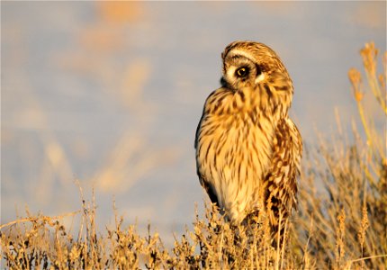 Banding data show seasonal migrations of the short-eared owl, especially in the northern part of its range. A nomadic species, the short-eared owl responds to fluctuating small mammal populations, and photo