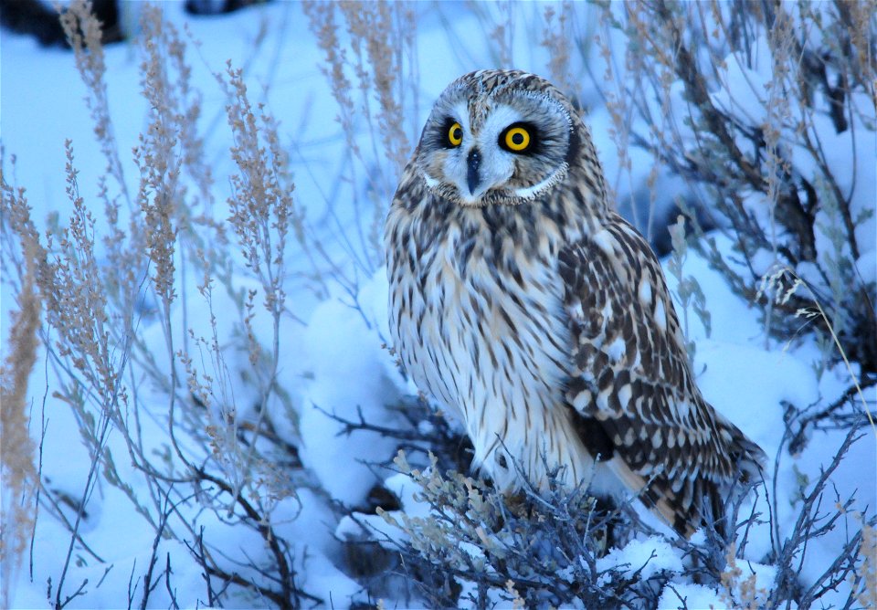 A short-eared owl on Seedskadee NWR has just caught and eaten a meadow vole during the last light of dusk.   As the temperatures will drop well below zero this night, a full meal of a meadow vole will