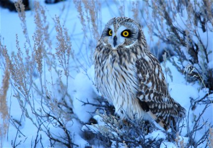 A short-eared owl on Seedskadee NWR has just caught and eaten a meadow vole during the last light of dusk. As the temperatures will drop well below zero this night, a full meal of a meadow vole will photo