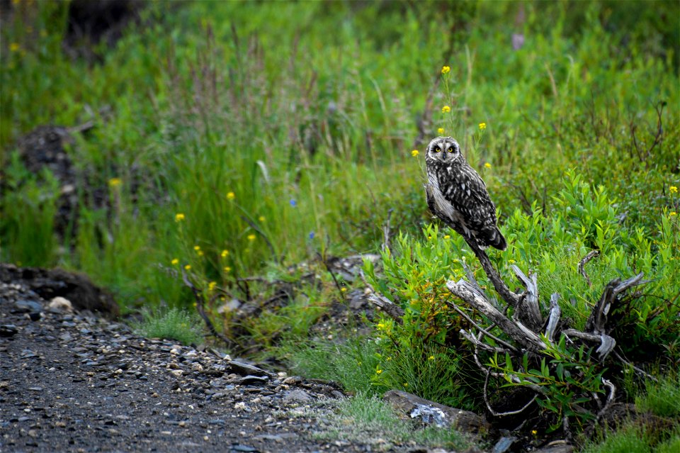(NPS Photo by Neal Herbert)