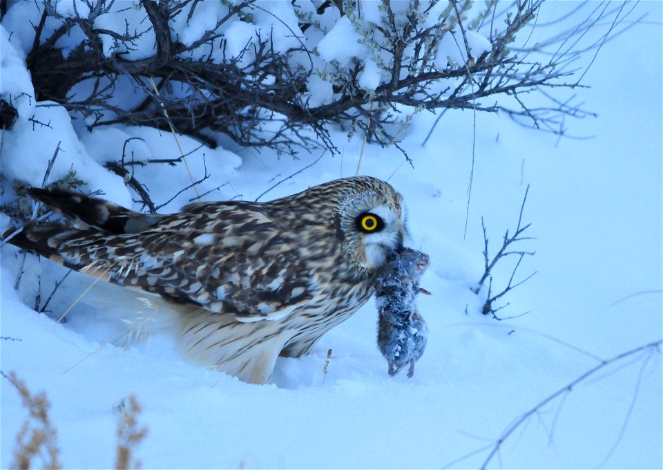A short-eared owl on Seedskadee NWR has just caught a meadow vole during the last light of dusk.  It looks around cautiously for a few minutes to determine if any other predators have noticed its succ