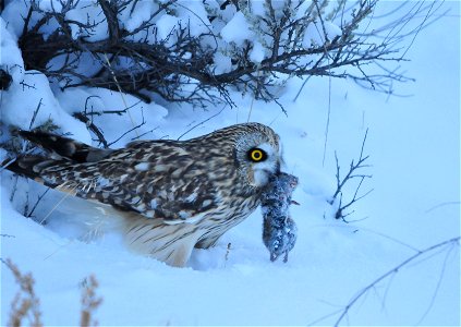 A short-eared owl on Seedskadee NWR has just caught a meadow vole during the last light of dusk. It looks around cautiously for a few minutes to determine if any other predators have noticed its succ photo