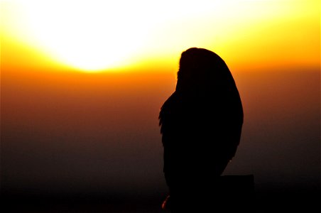Photo: Tom Koerner/USFWS