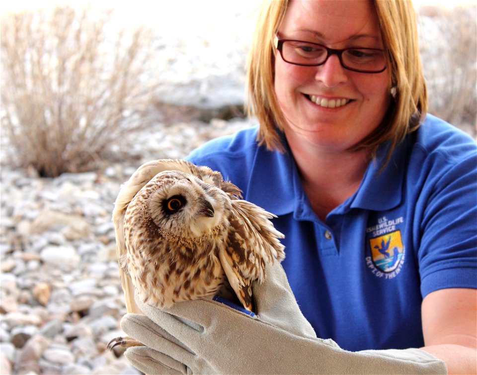 USFWS employee Jackie Fox prepares to take an injured short eared owl to a wildlife rehabilitation center.

Photo: USFWS