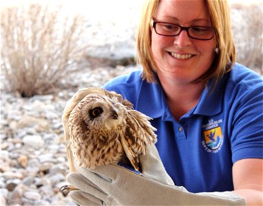 USFWS employee Jackie Fox prepares to take an injured short eared owl to a wildlife rehabilitation center.

Photo: USFWS