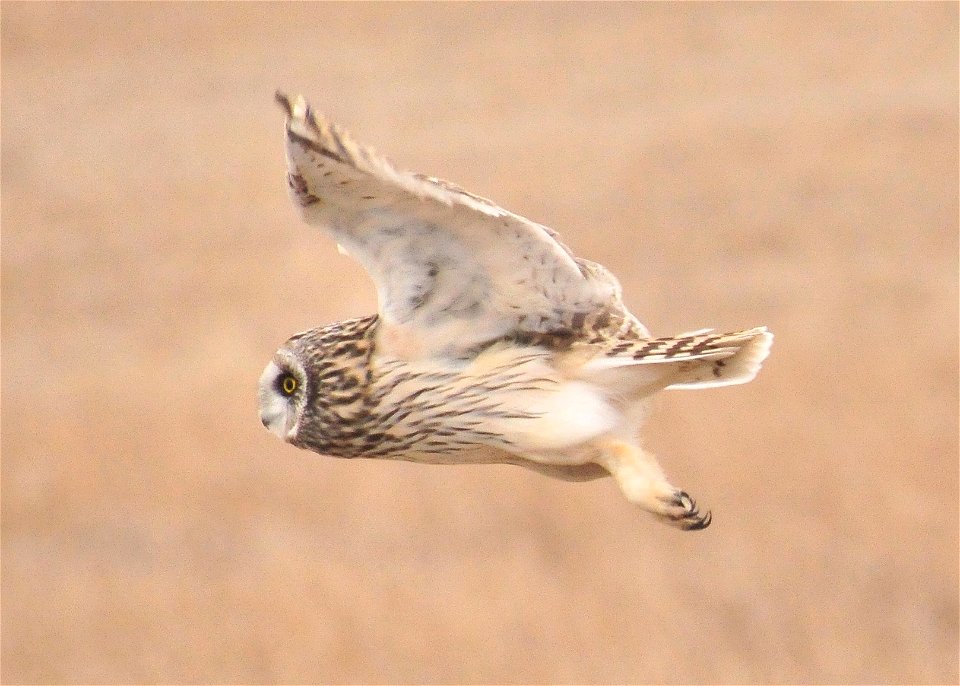 Photo Credit: Tom Koerner/USFWS