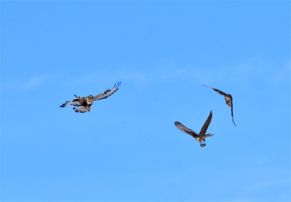 After a short eared owl captured a meadow vole, a prairie falcon chased the owl down and swiped the vole.  A rough legged-hawk got there too late.  Left to right - rough-legged hawk, prairie falcon wi