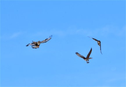 After a short eared owl captured a meadow vole, a prairie falcon chased the owl down and swiped the vole. A rough legged-hawk got there too late. Left to right - rough-legged hawk, prairie falcon wi photo