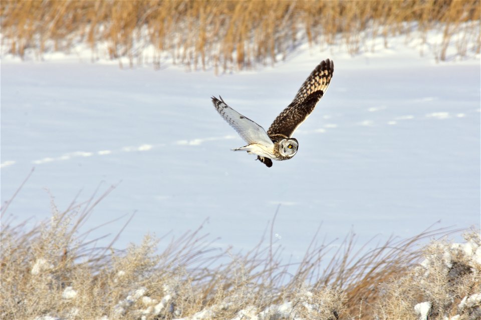 A short-eared owl flies past with its lunch, a meadow vole it has just caught.  Photo: Tom Koerner/USFWS

<a href="https://www.facebook.com/Seedskadee/" rel="nofollow">www.facebook.com/Seedskade