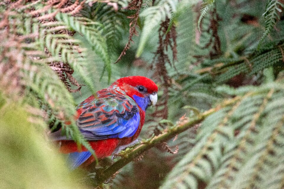 Animal nature parrot