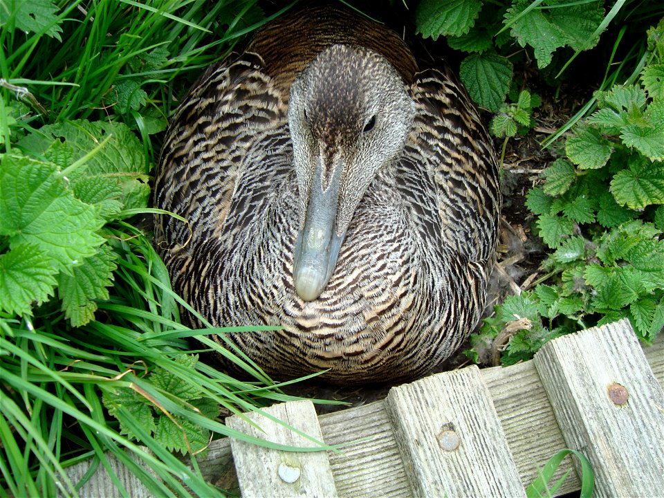 Common Eider Duck (Somateria mollissima)female nesting on the Farne Islands, Northumberland, UK