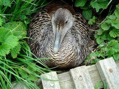 Common Eider Duck (Somateria mollissima)female nesting on the Farne Islands, Northumberland, UK